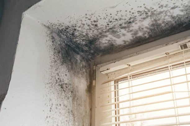 Affordable Bathroom Mold Removal solutions in Burnham, PA